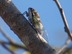 Diceroprocta obscurior