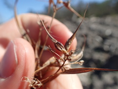 Rhynchospora corniculata