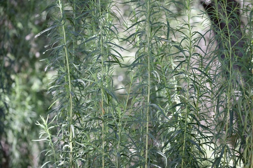 iNaturalist observation photo of Tarragon