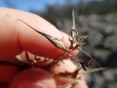 Rhynchospora corniculata