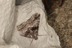 Gastrinodes argoplaca