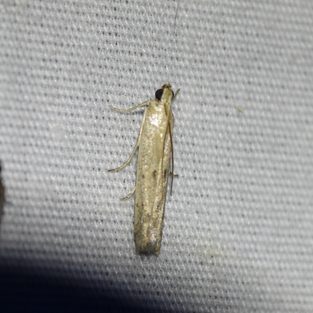 American Sunflower Moth From Farmers Branch TX USA On July 7 2023 At   Large 