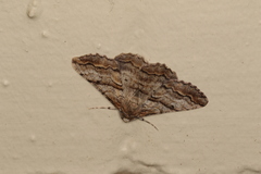 Gastrinodes bitaeniaria