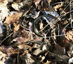 Thamnophis sirtalis concinnus