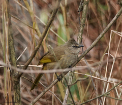 Pycnonotus flavescens