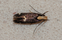 Chionodes phalacra