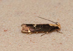 Chionodes phalacra