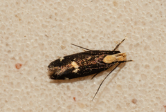 Chionodes phalacra