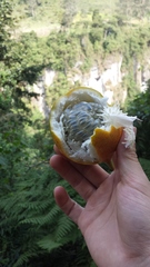 Passiflora ligularis ligularis