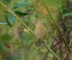 Pycnonotus flavescens