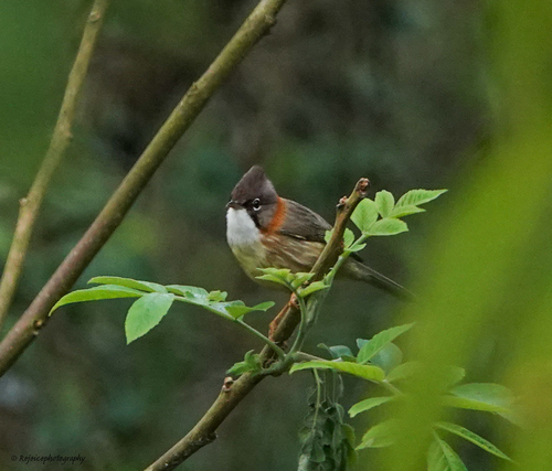 Yuhina flavicollis