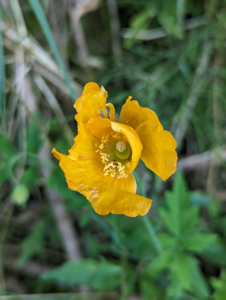 Papaver cambricum, Gemeinde Brand bei Bludenz, Brand bei Bludenz, Österreich