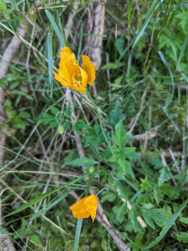 Papaver cambricum