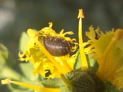 Syrphidae