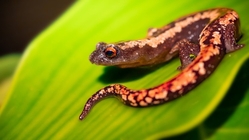 Yucatán Salamander