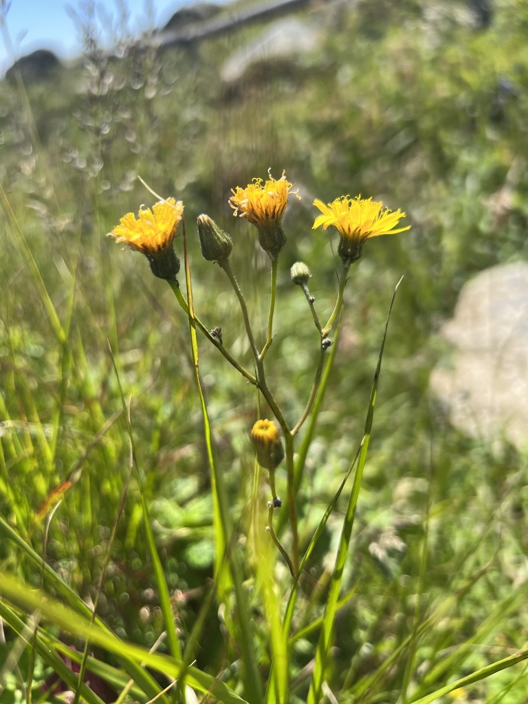 Hieracium nigrescens