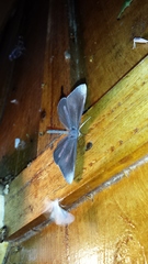 Hedylidae