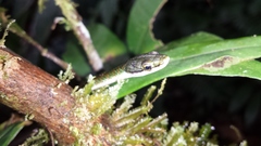 Leptophis cupreus