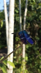 Zenithoptera fasciata