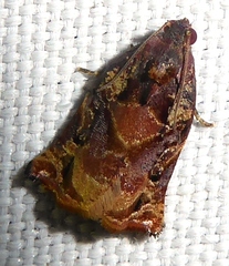 Archips micaceana