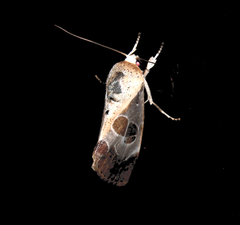 Westermannia superba