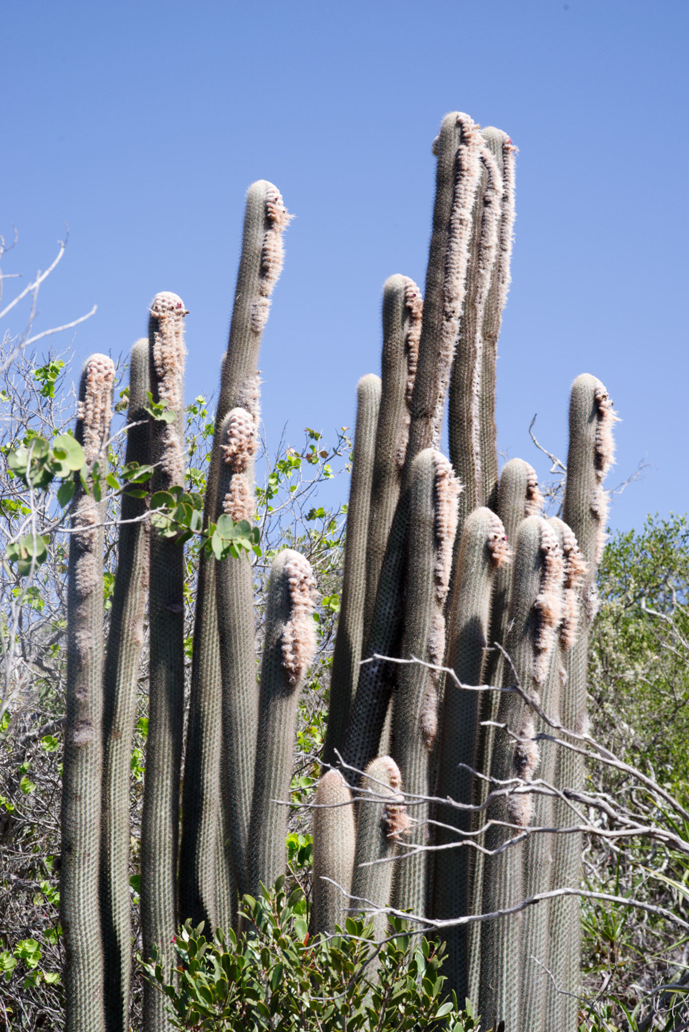 Micranthocereus purpureus