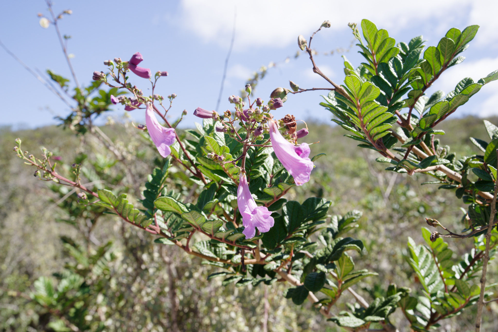 Jacaranda irwinii