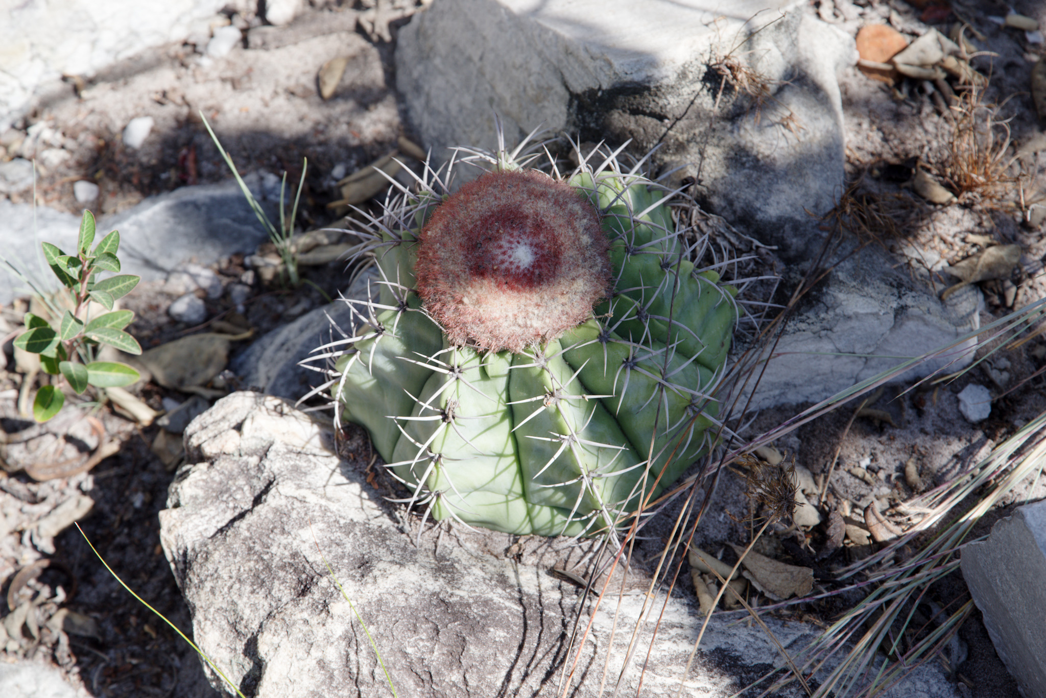 Melocactus concinnus