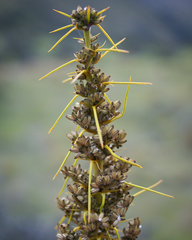 Aciphylla