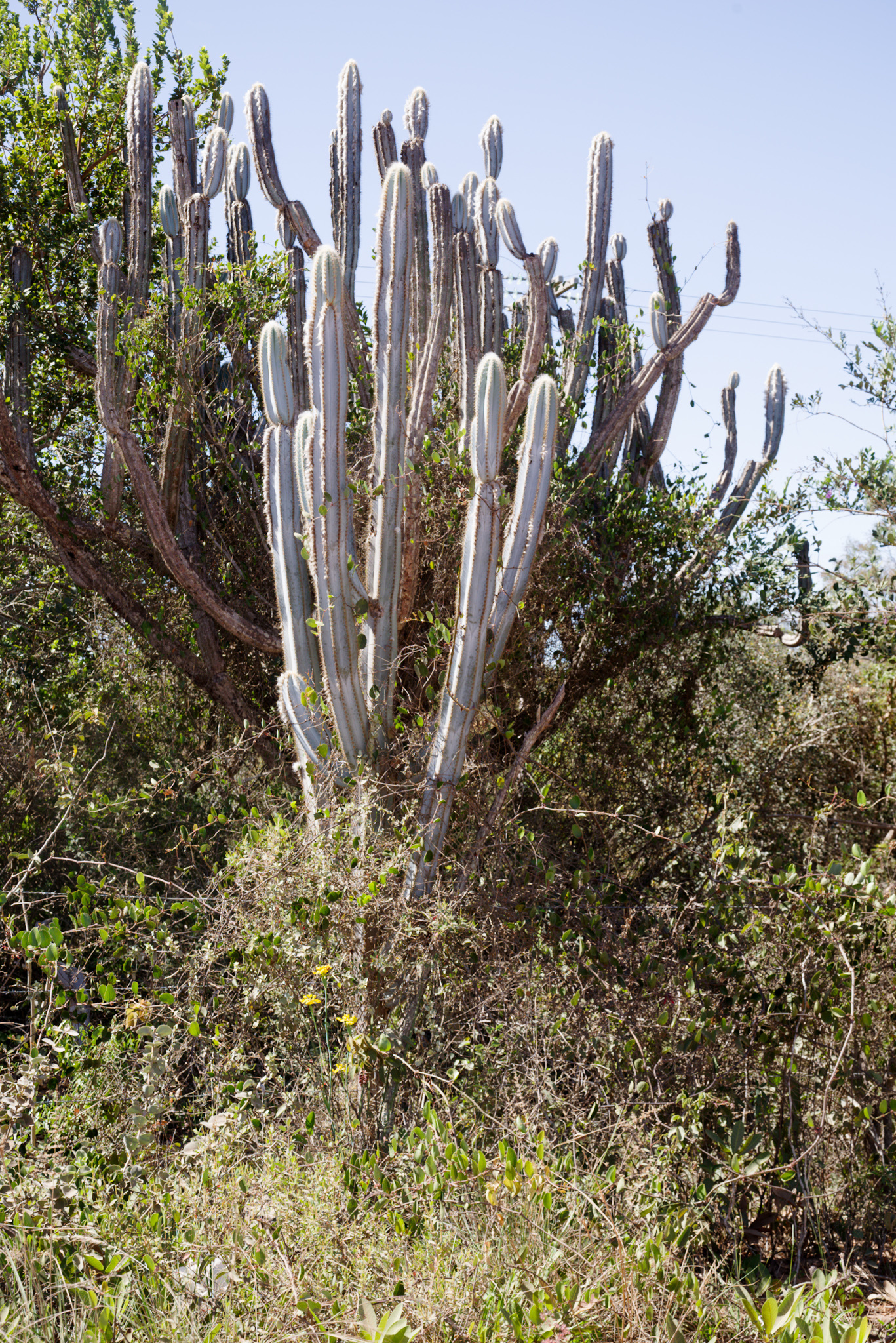 Pilosocereus pachycladus