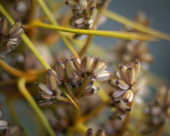 Aciphylla