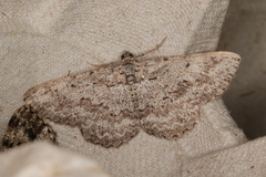 Psilosticha absorpta