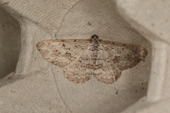 Psilosticha absorpta