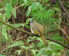 Pycnonotus flavescens