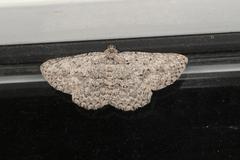 Psilosticha absorpta