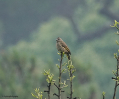 Pycnonotus flavescens