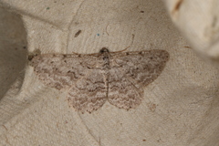 Psilosticha absorpta