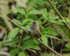 Pycnonotus flavescens