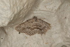 Psilosticha absorpta