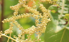 Terminalia elliptica