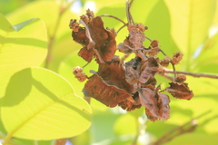Terminalia elliptica