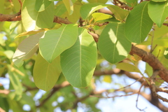 Terminalia elliptica