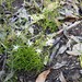 Jasminum simplicifolium - Photo (c) Dezmond Wells, μερικά δικαιώματα διατηρούνται (CC BY-NC), uploaded by Dezmond Wells