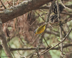 Phylloscopus xanthoschistos