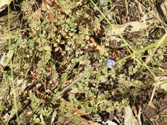 Evolvulus alsinoides