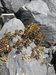 Cyphostemma quinatum