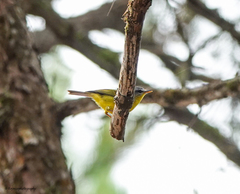 Phylloscopus xanthoschistos