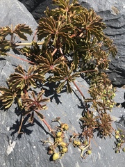 Cyphostemma quinatum