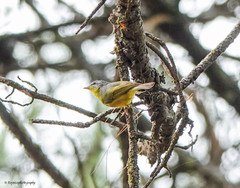 Phylloscopus xanthoschistos