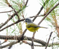 Phylloscopus xanthoschistos